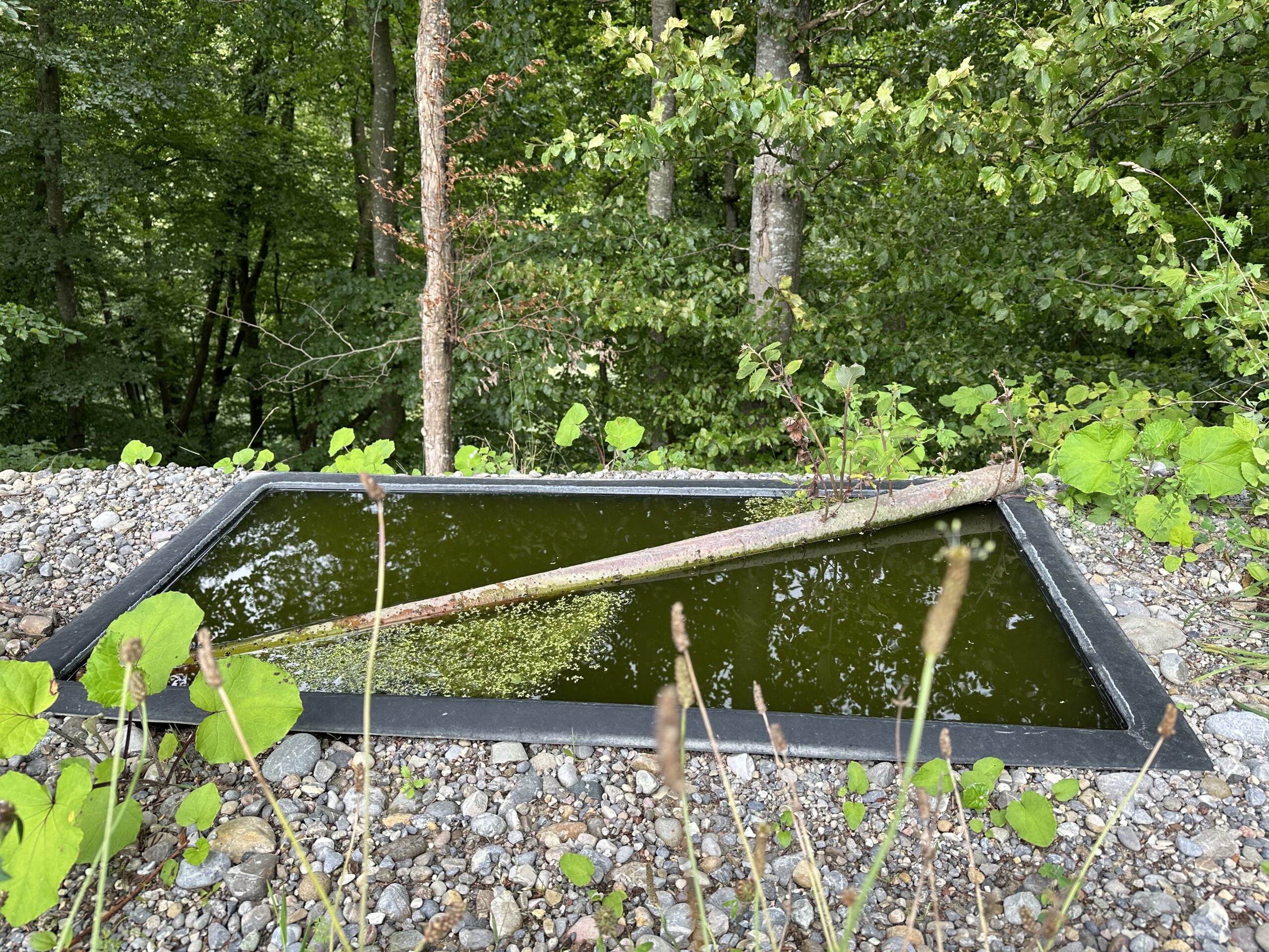 Auf der Deponie gibt es verschiedene Wasserstandorte für seltene Amphibienarten